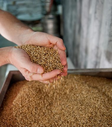 Valorisation des co-produits : drêches de brasserie